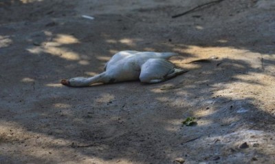Bird flu continues to wreak havoc in Maharashtra, 18700 birds died