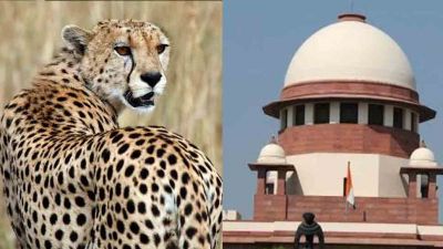 Now African cheetah will roar in Indian sanctuary, Supreme Court gives permission to Center
