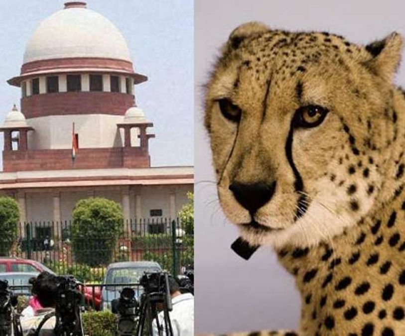 Supreme Court's big verdict, 73 years ago extinct cheetah gets approval