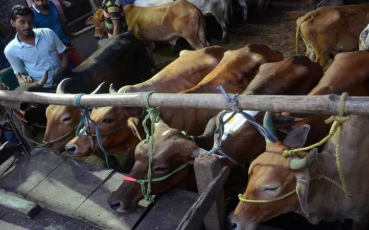 Dhami govt to take action against cow smugglers under Gangster Act