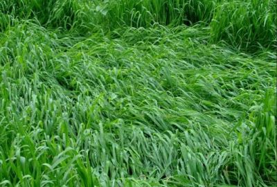 Crisis on wheat crop in Jammu and Kashmir, rain increases moisture in grains