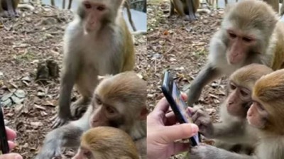 People of this village are troubled by terror of monkeys, dozens of people have been injured