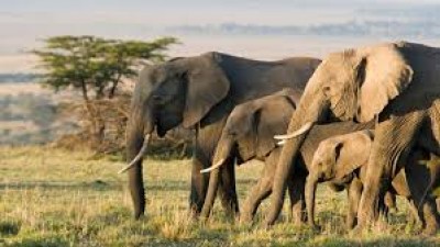 350 हाथियों के शव हुए बरामद, मौत की वजह का नहीं हुआ खुलासा