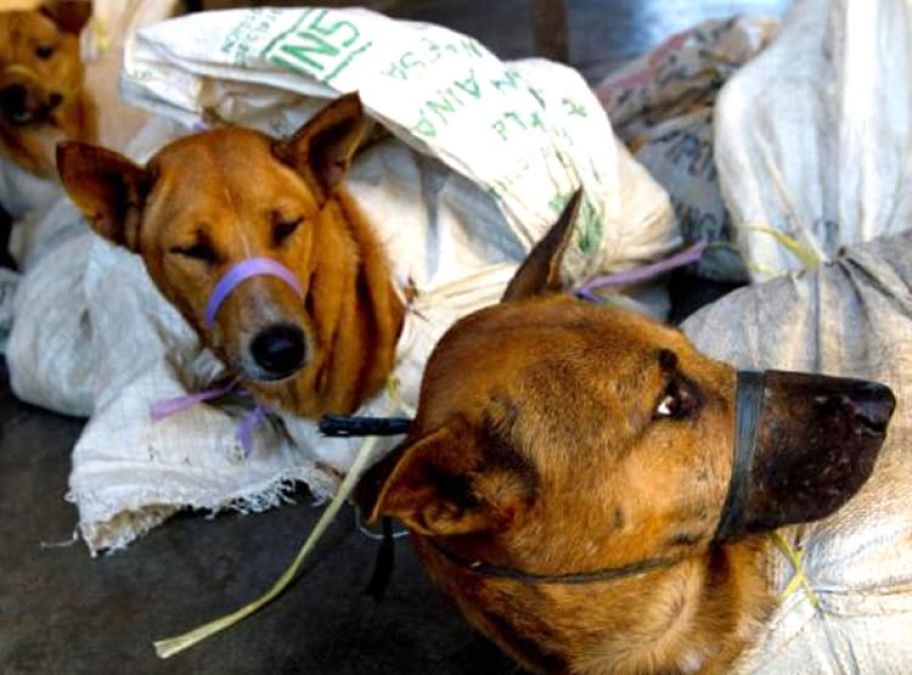 People eats meat of dogs in this state, 30 thousand dogs slaughtered every year.