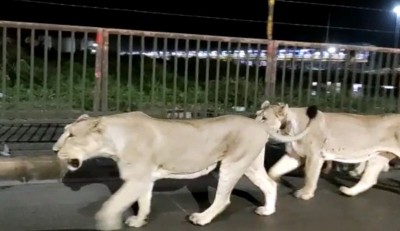 हाईवे पर एक साथ चहलकदमी करते दिखे 5 शेर, अटक गई लोगों की साँसें