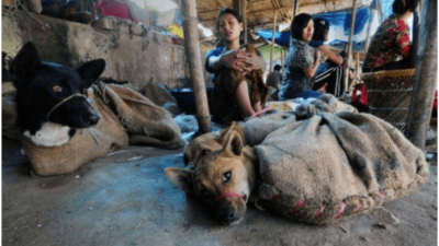 People eats meat of dogs in this state, 30 thousand dogs slaughtered every year.