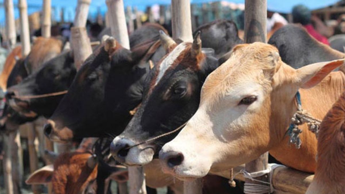 25 criminals caught smuggling cows, villagers handed over to police
