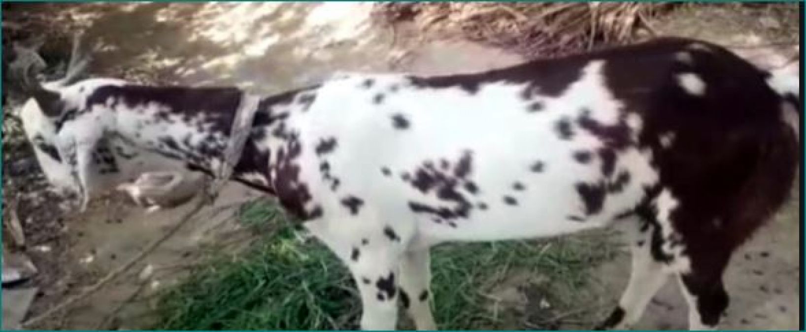 This goat has Om written on one side and Mohammed on the other, photos viral
