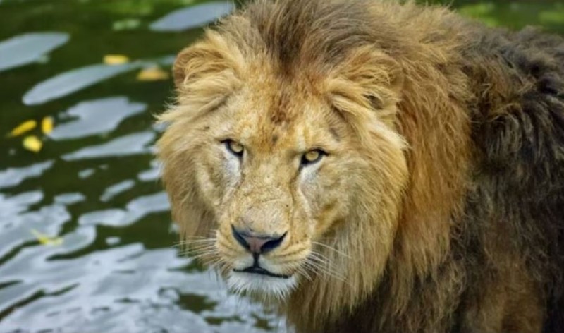 नहीं रहा 'बब्बर शेर', 17 साल की उम्र में हुई मौत
