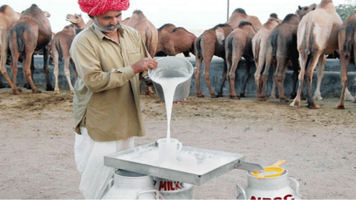Researchers claim camel's milk helps to cure this deadly disease