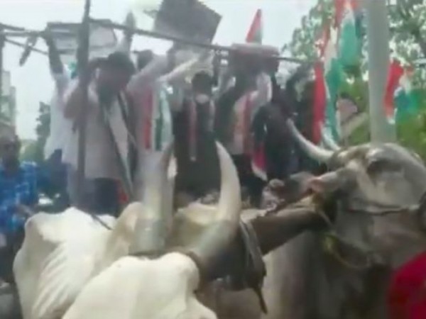 Congress workers fall from bullock cart protesting against rising fuel prices. Watch