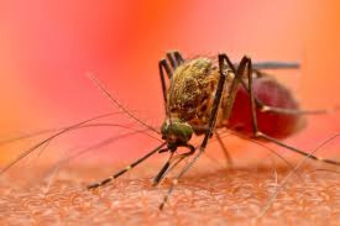 Malaria- Cause, Symptoms and Treatment