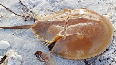Horseshoe Crab's blood can prove helpful for coronavirus vaccine