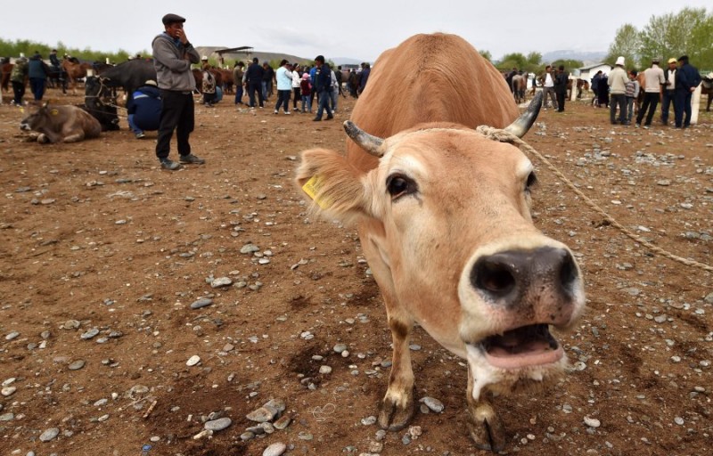 Anti-cow slaughter bill will be passed soon in Karnataka