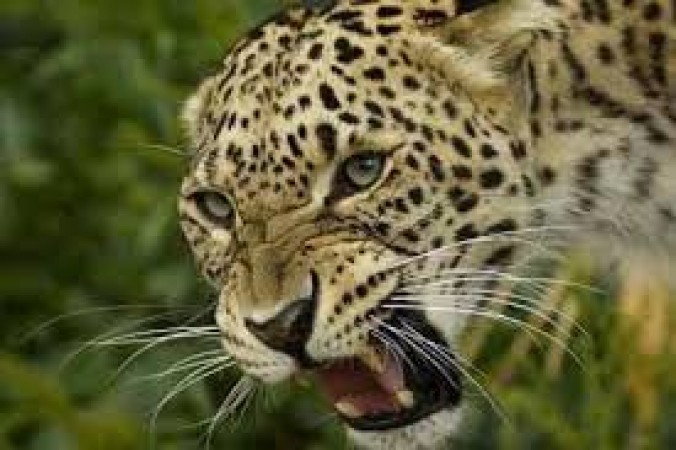 Leopard kills old age women in Haldwani, dead body recovered