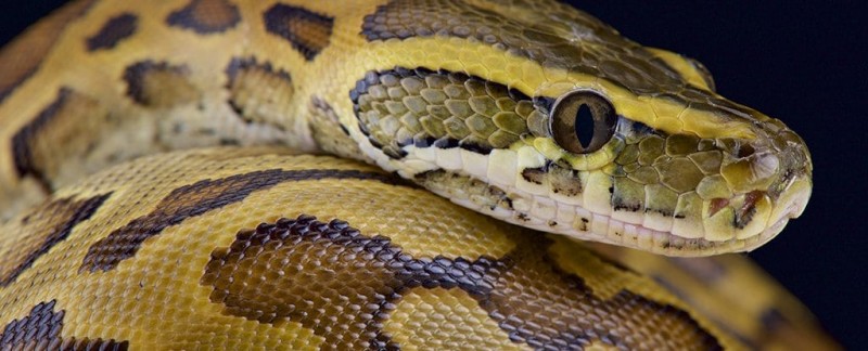 16 feet tall python found in Assam