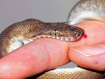कोरोना संक्रमण से आईसोलेट हुए व्यक्ति को साप ने काटा