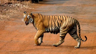 Tiger found at roadside, people stopped and started clicking pictures