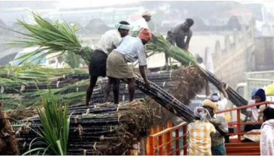 यूपी में गन्ना किसानों ने किया विरोध प्रदर्शन, तत्काल बकाया भुगतान की मांग