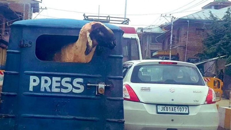 Vehicle read 'PRESS' with sheep peeping out of window, picture goes viral