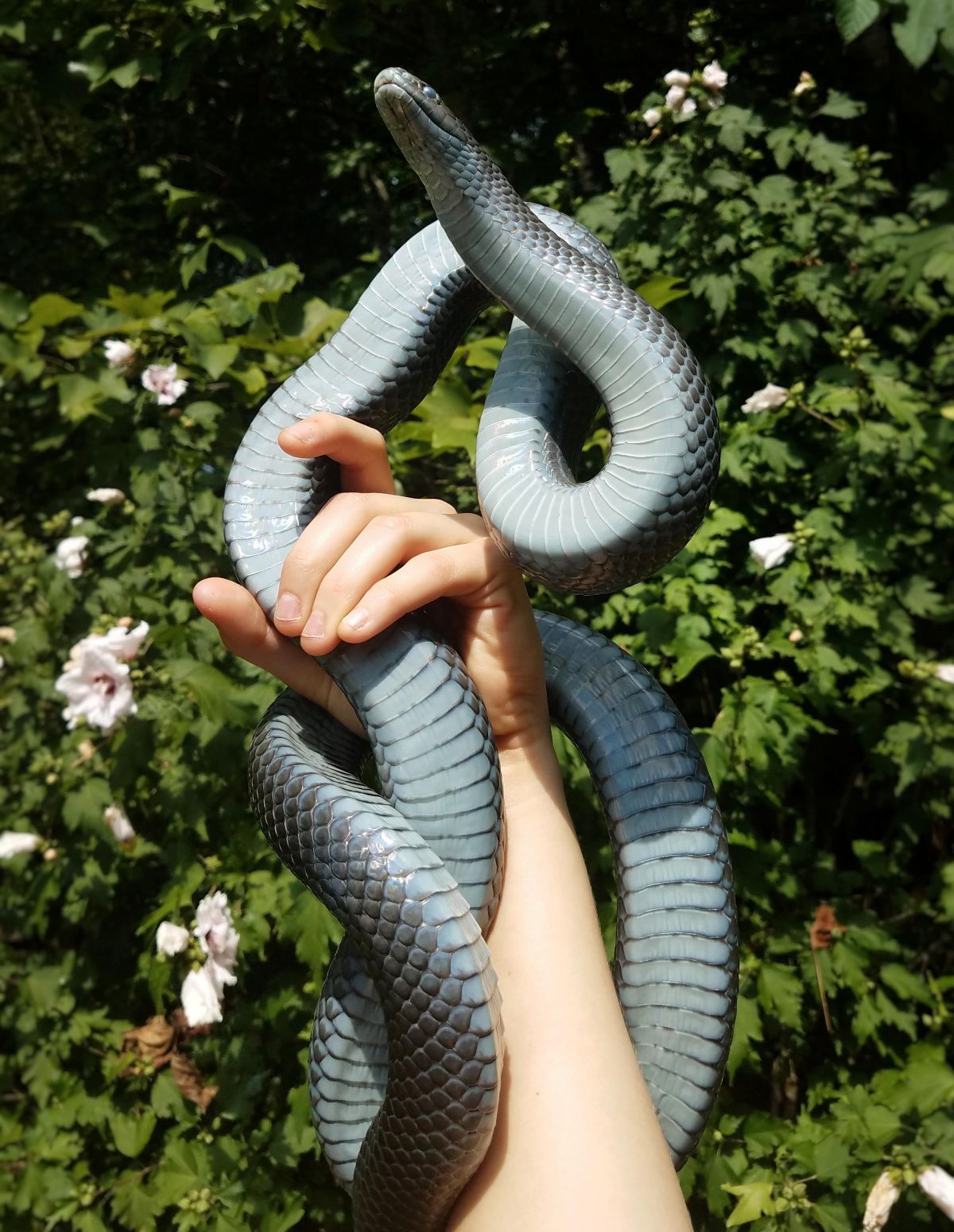 World Snake Day : सांप से जुड़ीं ये बातें खड़े कर देगी आपके रोंगटे, जानिए क्यों मनाते हैं सर्प दिवस ?