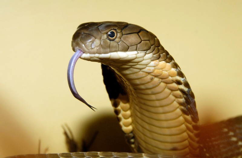 World Snake Day: These things related to snakes will blow your mind