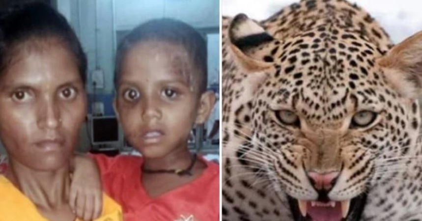Wild leopard bows to motherhood of 5-year-old girl mother who fought for saving child's life