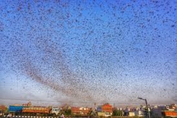Locust swarm reaches Uttarakhand from Nepal border