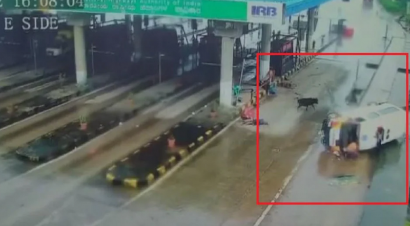 Ambulance hits toll plaza to rescue cow, 3 died painfully