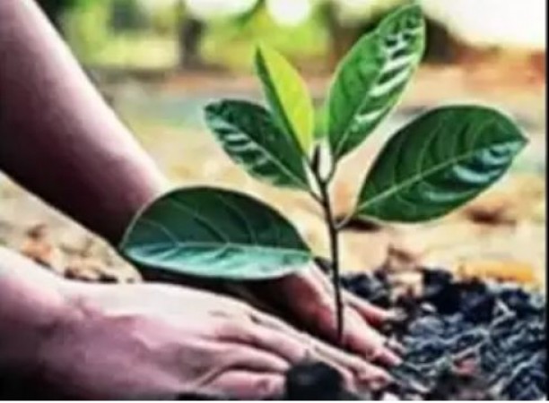 प्रदेशव्यापी पौधा-रोपण महाअभियान की होगी शुरुवात