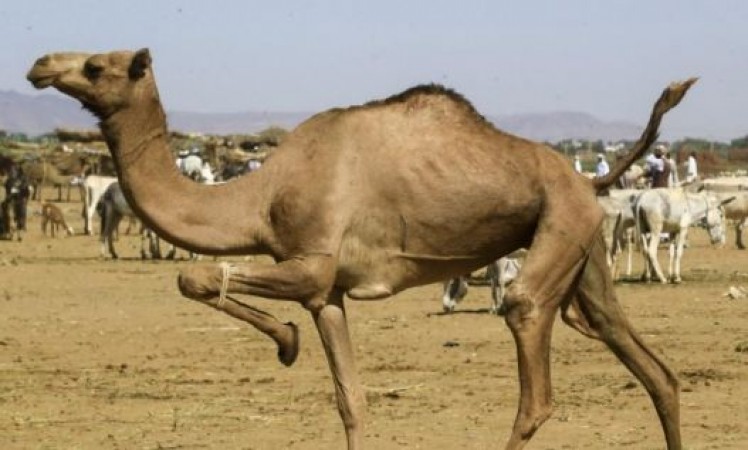 High Court orders to ban camel sacrifice on Bakrid