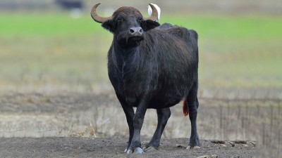29 milch buffalo died suddenly in just 3 days