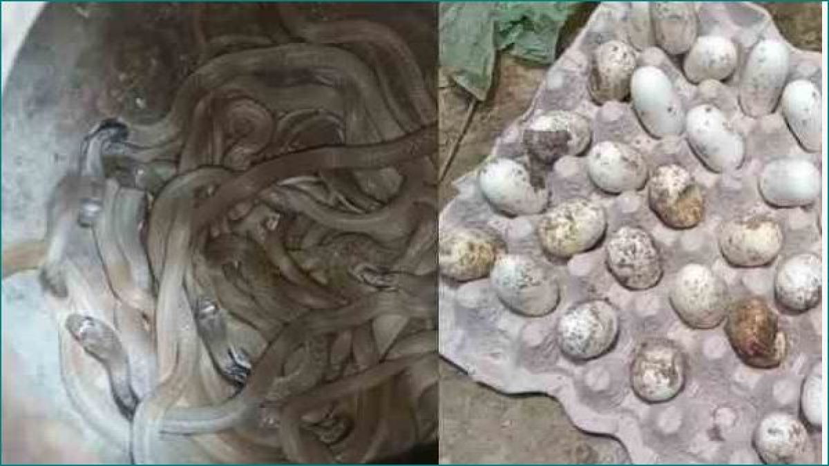 Surprising: 40 snakes and 90 eggs from a house, everyone stunned