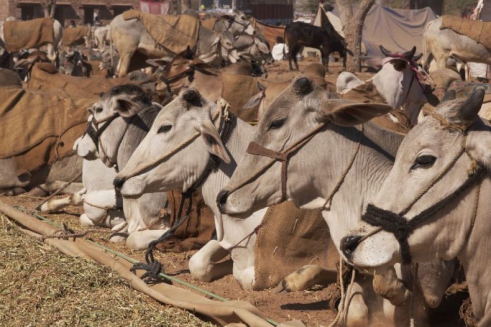 High Court bans cattle slaughter at square