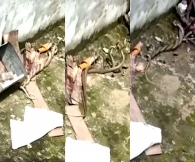 Bihar: Pair of snake spotted at house, family members shocked