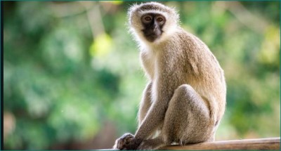 उत्पाती बंदरों ने ले ली 30 मेमनों की जान