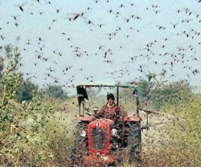 This MLA blowing locusts in field to save his crop