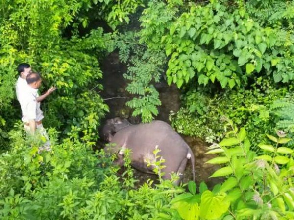 उत्तराखंड में ट्रेन से टकराकर हाथी के बच्चे की मौत
