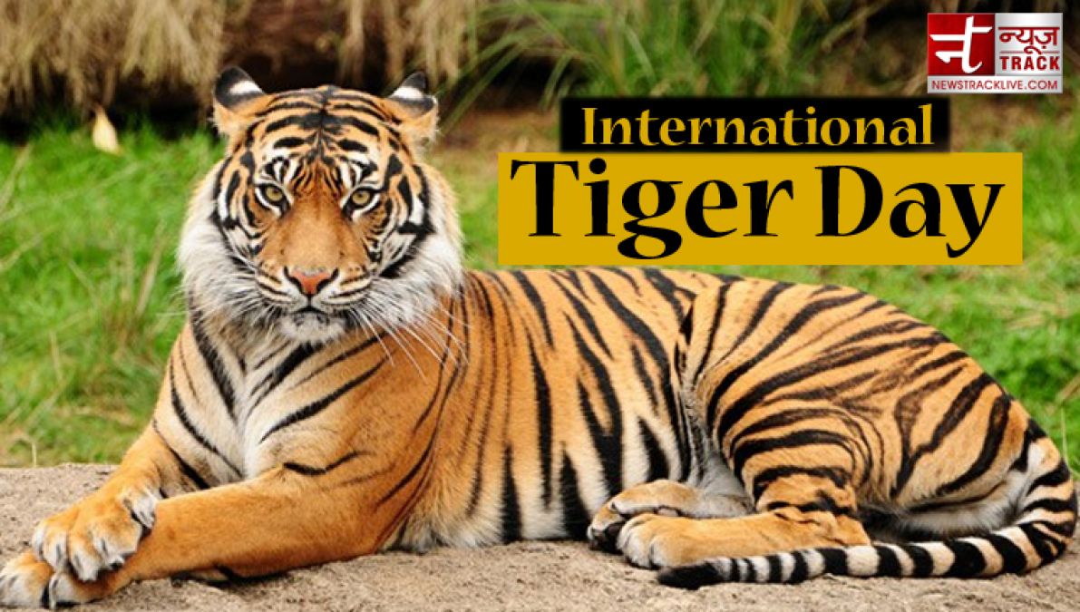 अंतर्राष्ट्रीय बाघ दिवस: बाघों के लिए मशहूर है भारत, जानिए रोचक बातें
