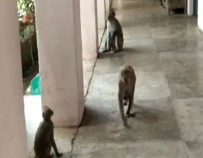 7 महीने बंद होने के कारण स्कूलों पर बंदरों ने किया कब्ज़ा, बच्चों के आते ही मचा हुंड़दंग