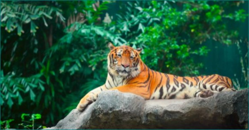 विश्व अंतरराष्ट्रीय बाघ दिवस पर बोले CM शिवराज- 'मध्यप्रदेश टाइगर बचाएगा भी और बढ़ाएगा भी'