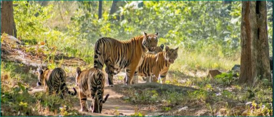 Satpura Tiger Reserve wins NatWest Group Earth Heroes Award