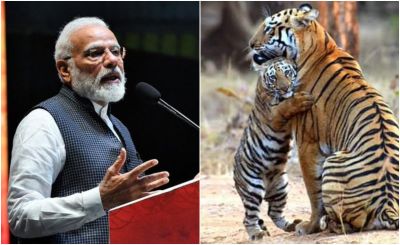 बाघों के मामले में अव्वल है मध्य प्रदेश, पीएम मोदी ने जारी किए आंकड़े