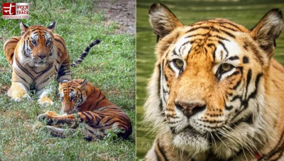 विश्व बाघ दिवस आज, जानिए Tigers को बचाने के लिए क्या कदम उठा रहा भारत ?