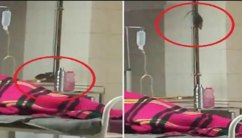 Condition of this hospital made of 700 crores deteriorated, rats drinking glucose instead of patients