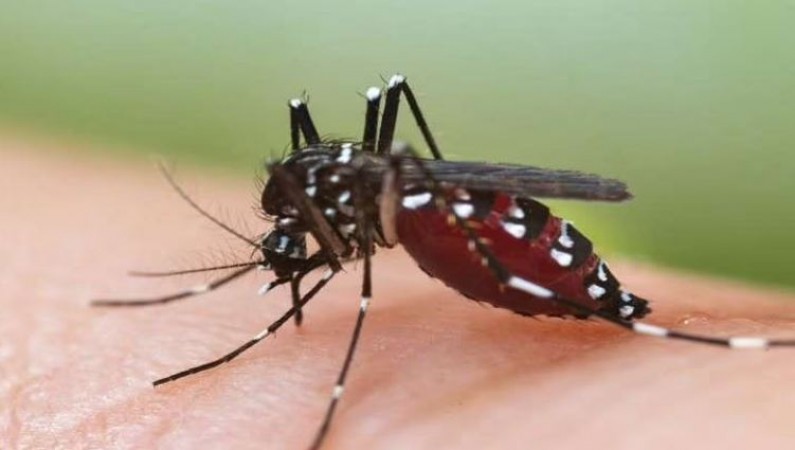 The threat of dengue looms in this state amid rising Corona