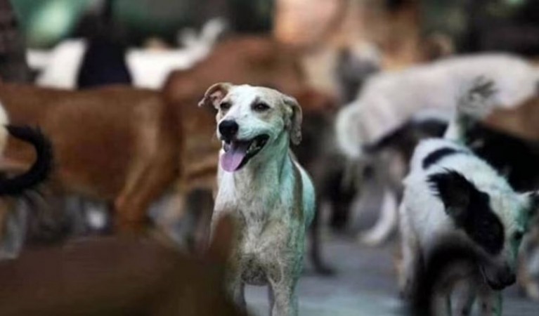Cruelty! 100 dogs brutally murdered in AP, case revealed while burying bodies