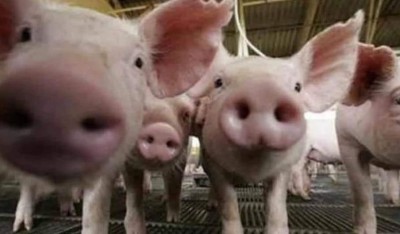 State disaster: African Swine Fever wreaks havoc in this state after Corona, so far 37 thousand pigs have died.