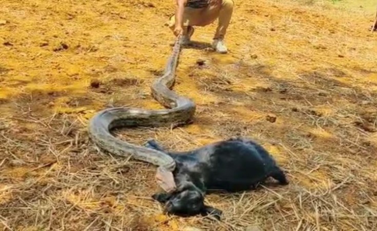 Python swallowed the goat, panicked villagers said - 'This is Anaconda...'