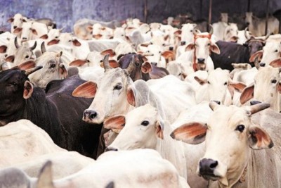कांग्रेस ने की गाय को राष्ट्रीय पशु बनाने की मांग